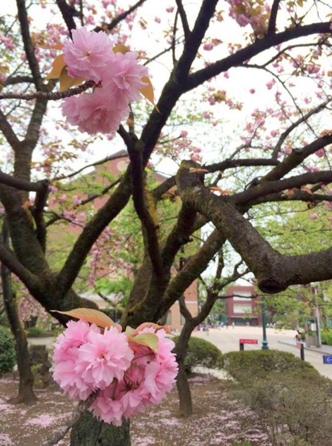 恒例の!_a0231828_12030624.jpg