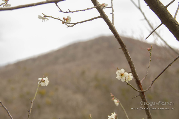 県北の春_b0197639_2140088.jpg