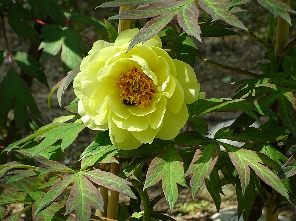 長居植物園の牡丹_b0299042_10101467.jpg