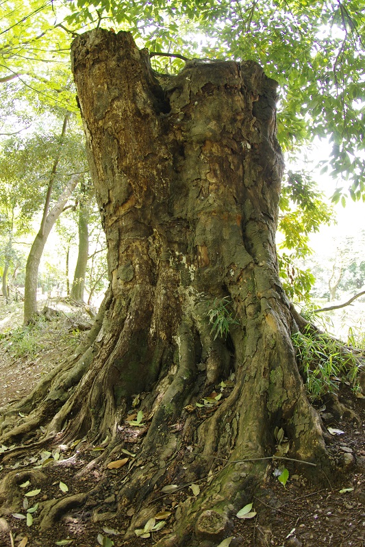 里見公園の森２_d0185744_63082.jpg