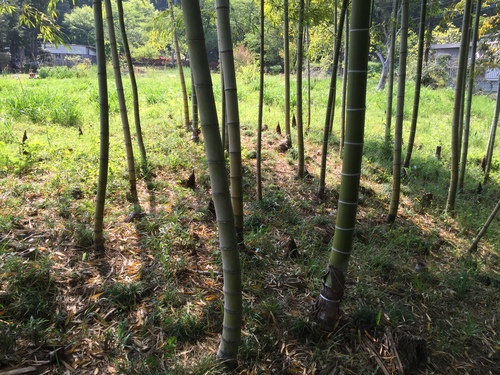 タケノコ掘り_c0331145_2015446.jpg