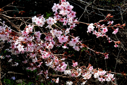 c0093046_633199.gif
