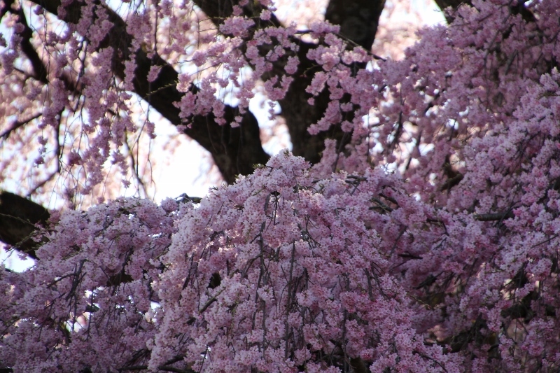 二本松市のサクラ　合戦場のしだれ桜２　＠福島県二本松市_f0048546_12270621.jpg