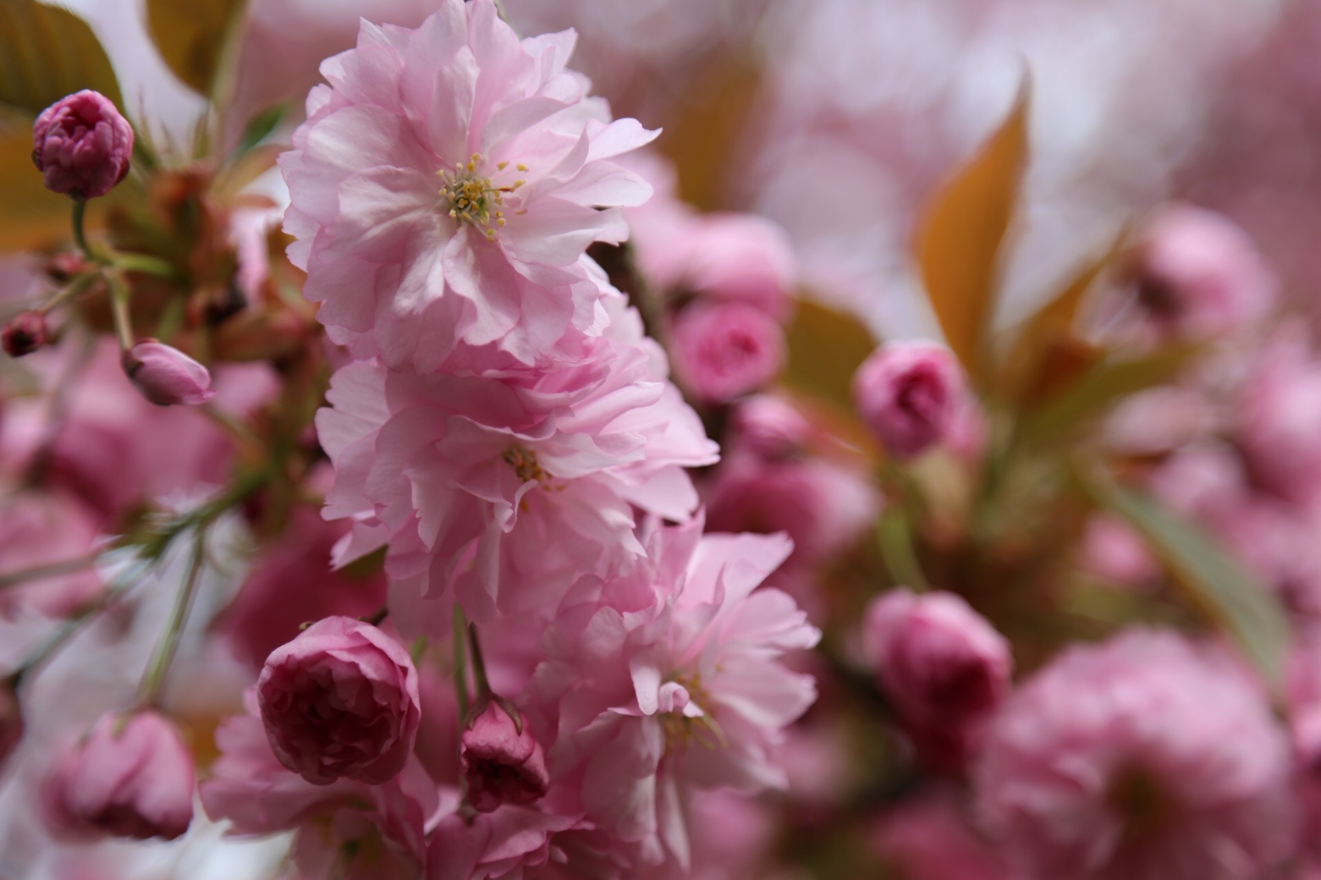 日本からの贈り物 ベルリンの見事な桜並木でお花見を はらぺこ主婦のベルリン探検記