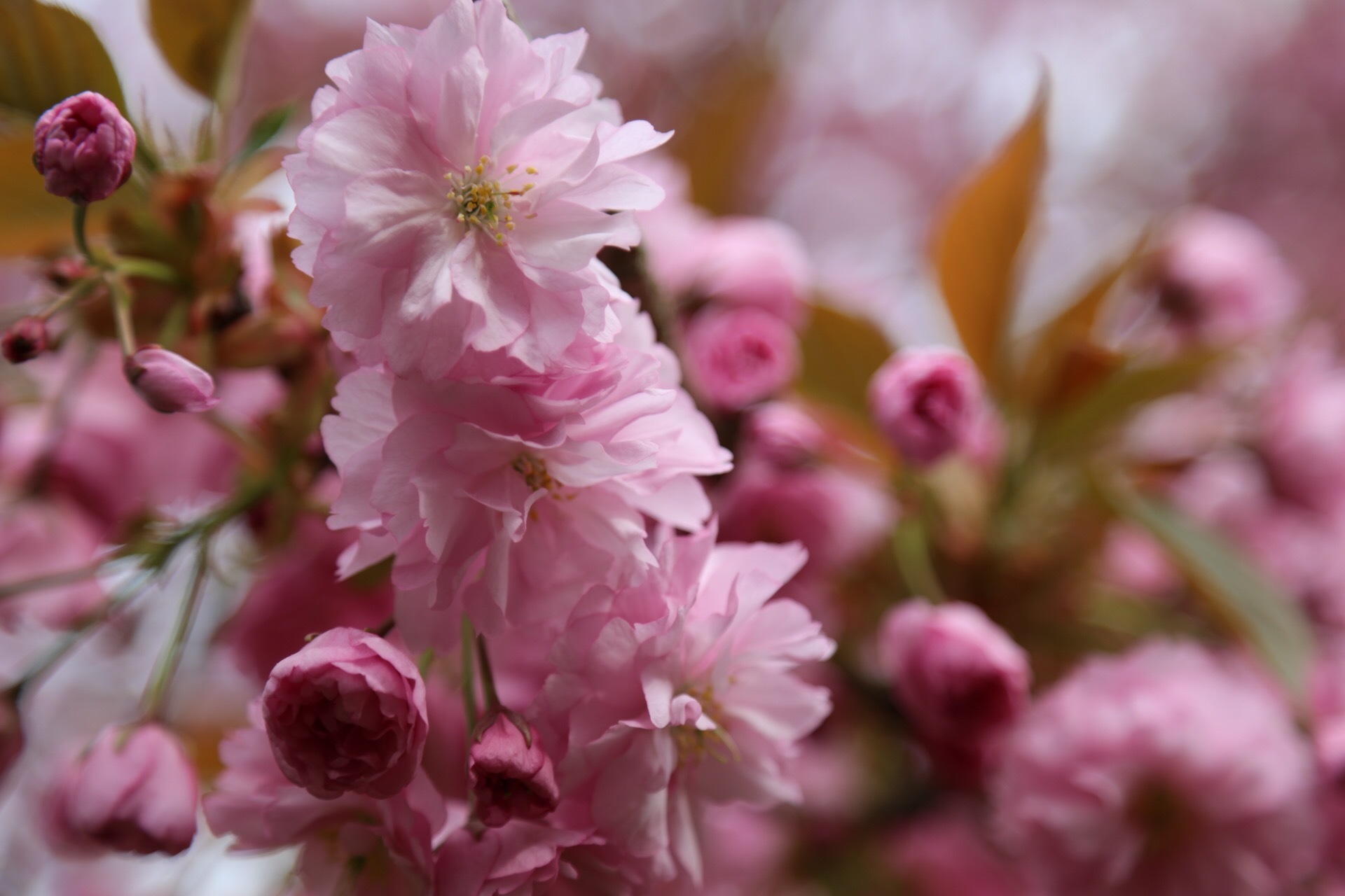 日本からの贈り物 ベルリンの見事な桜並木でお花見を はらぺこ主婦のベルリン探検記 日本からの贈り物 ベルリンの見事な桜並木でお花見を はらぺこ主婦のベルリン探検記