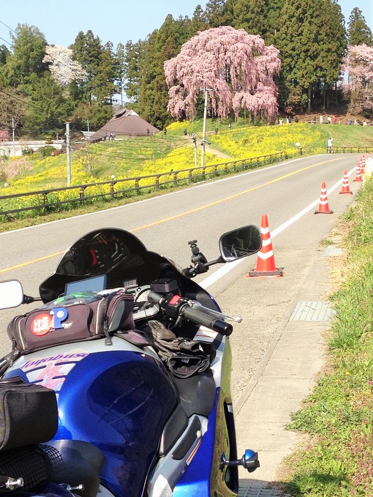 2015 サクラサク まるせいツーリング_c0261447_045149.jpg