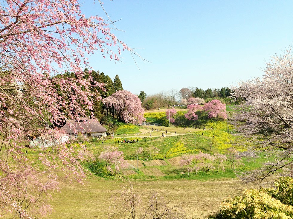 2015 サクラサク まるせいツーリング_c0261447_04912100.jpg