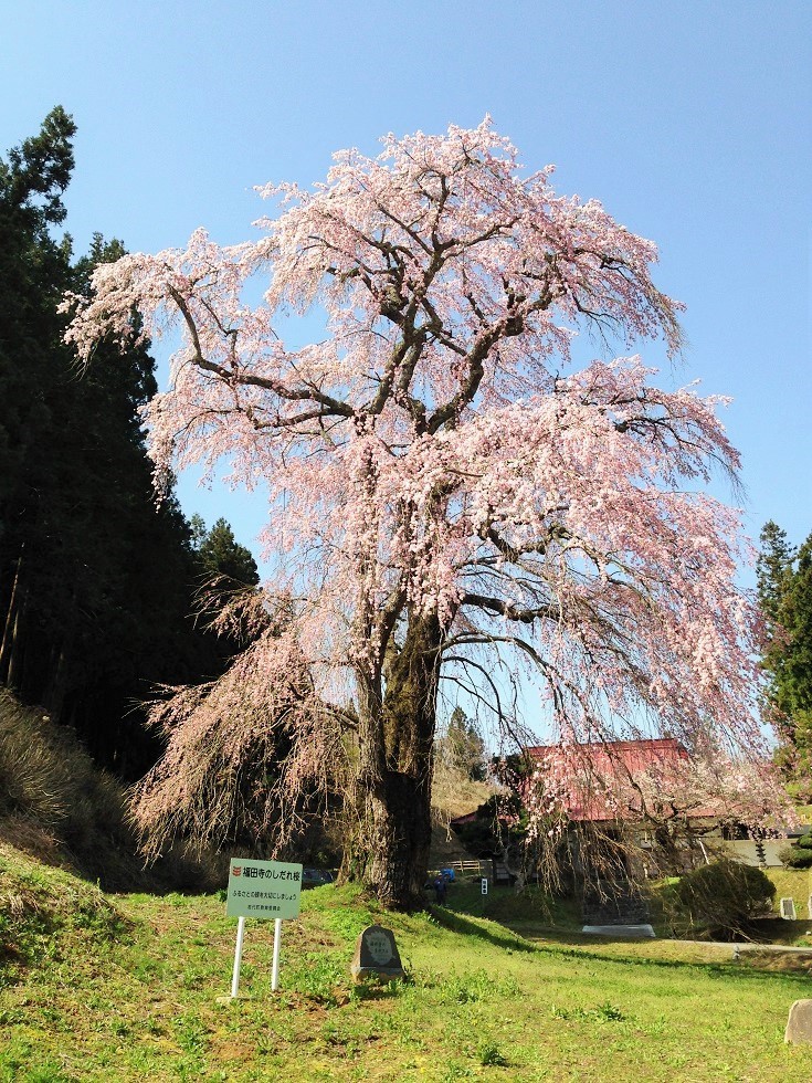 2015 サクラサク まるせいツーリング_c0261447_0564566.jpg
