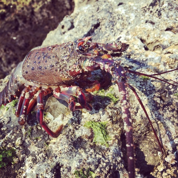 ◆房総望遠鏡行脚 その② 〜白浜フラワーパーク_b0008655_15324183.jpg