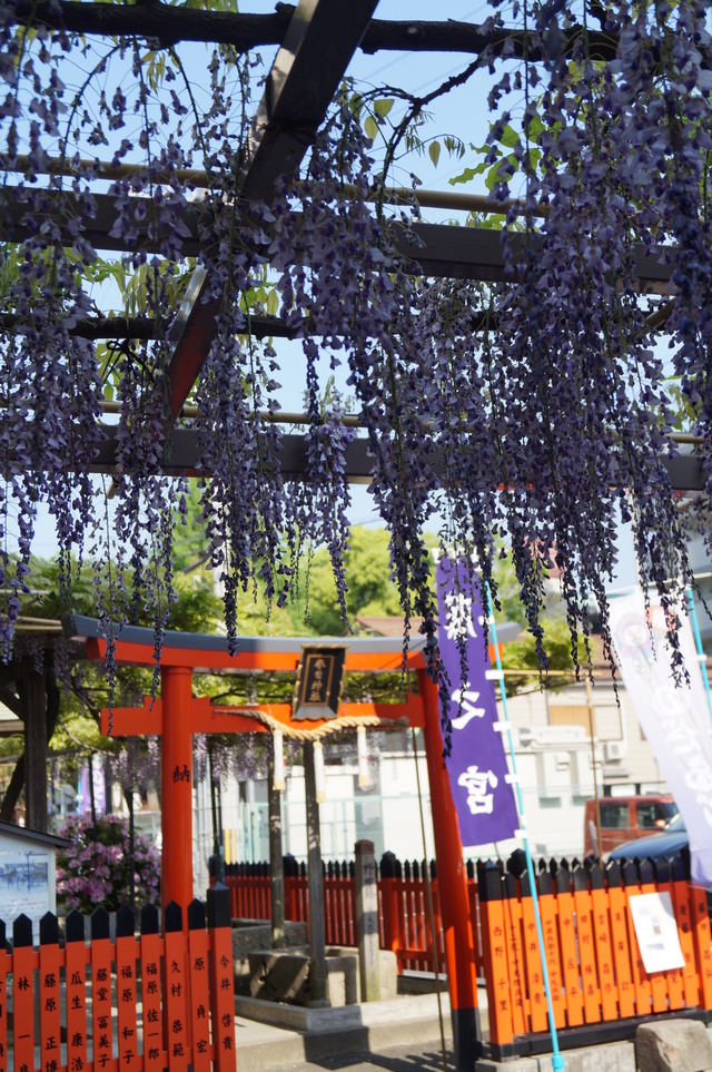 満開のノダフジを求めて大阪・福島区野田散歩(2)野田・春日神社_b0063958_0561479.jpg