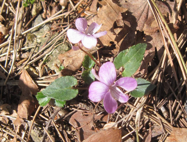 2015.4.26　柴小屋山1249ｍ～薬研谷～大道丸1239ｍ_c0219866_17491930.jpg