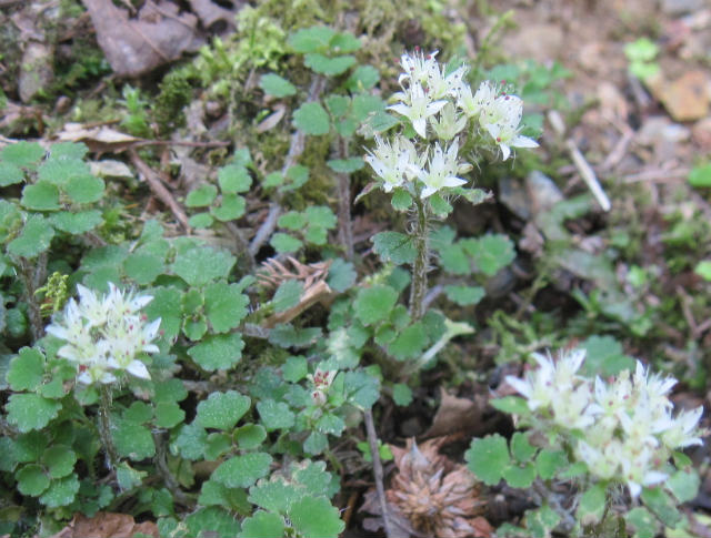 2015.4.26　柴小屋山1249ｍ～薬研谷～大道丸1239ｍ_c0219866_1750866.jpg