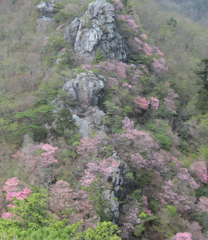 2015.4.26　柴小屋山1249ｍ～薬研谷～大道丸1239ｍ_c0219866_17525942.jpg