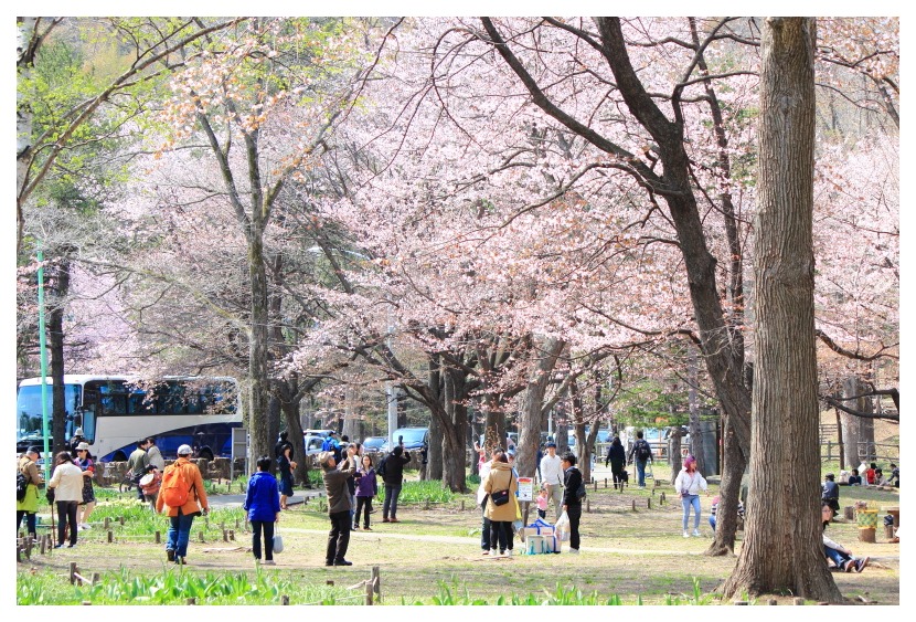 円山公園の桜は もう少しで満開になるところだった 札幌日和下駄 円山公園の桜は もう少しで満開になるところだった 札幌日和下駄