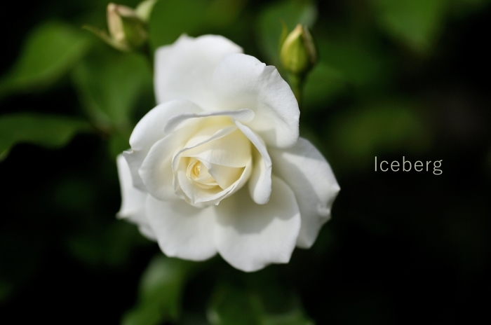 白い薔薇 ｊｕｄｅの庭と薔薇のカヲリ