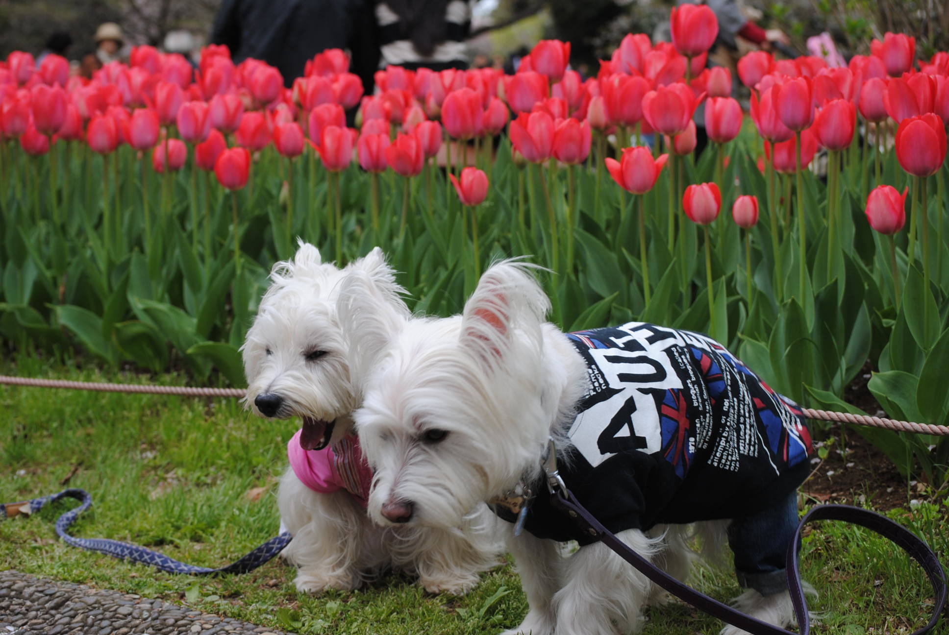 ♪ ダニエル 白犬さんのお客さん in 昭和記念公園～(*ﾟ▽ﾟ*) ♪_b0242873_23050579.jpg