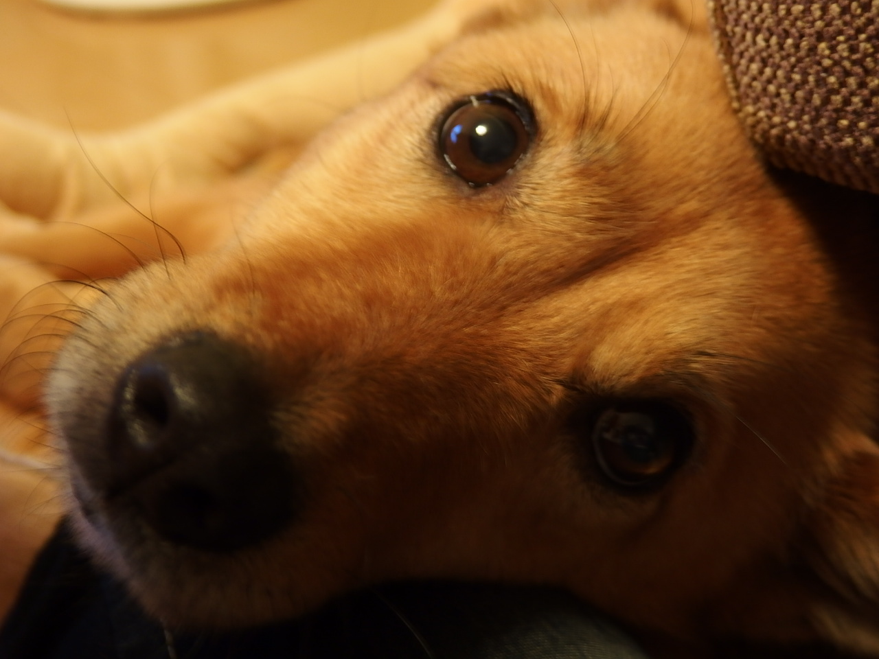 ペットの王国 ワンだランド 保護犬 Sunny Side Upに醤油 ペットの王国 ワンだランド 保護犬 Sunny Side Upに醤油
