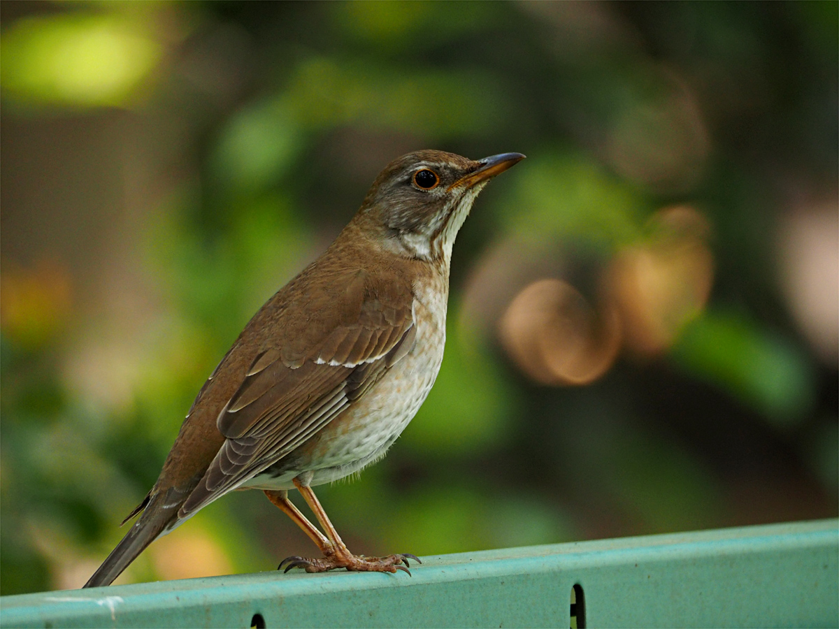 探鳥会で虫も撮ったぞー！_d0283373_212582.jpg