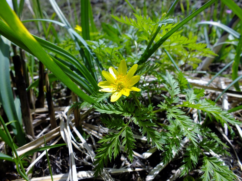 九重指山と花散策_f0082181_738519.jpg