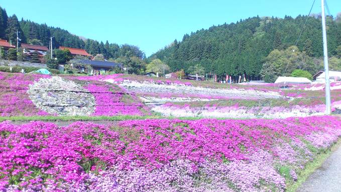 大道理の芝桜_a0203987_2011777.jpg