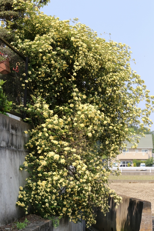 f0140087_16463727.jpg
