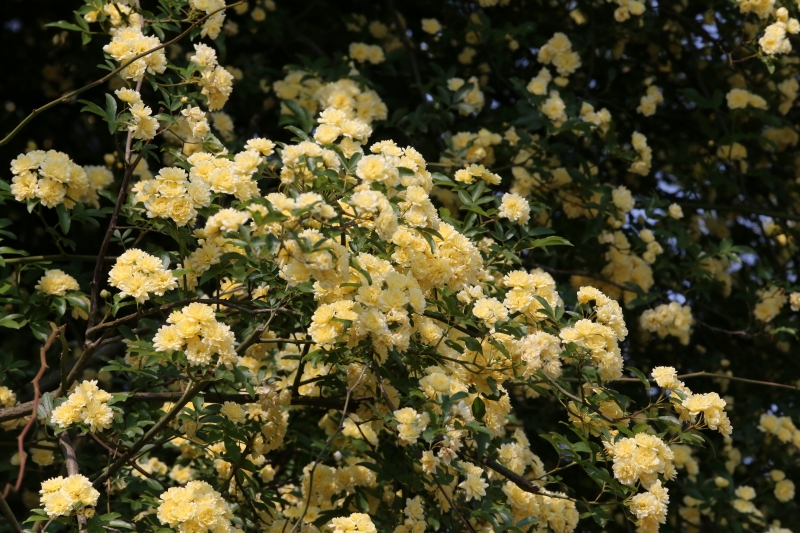 f0140087_1647126.jpg