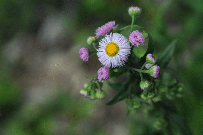 畦道　山道の花　＜菫・蛍蔓　他＞_e0248688_17105771.gif