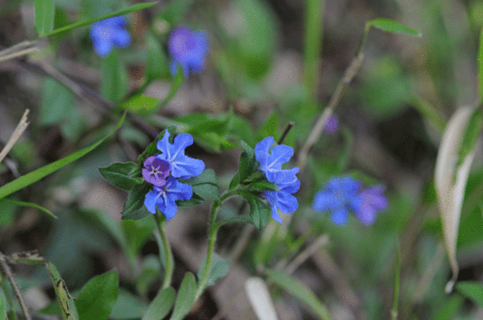 畦道　山道の花　＜菫・蛍蔓　他＞_e0248688_17115990.gif