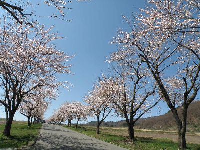 お花見日和_a0096989_2246238.jpg