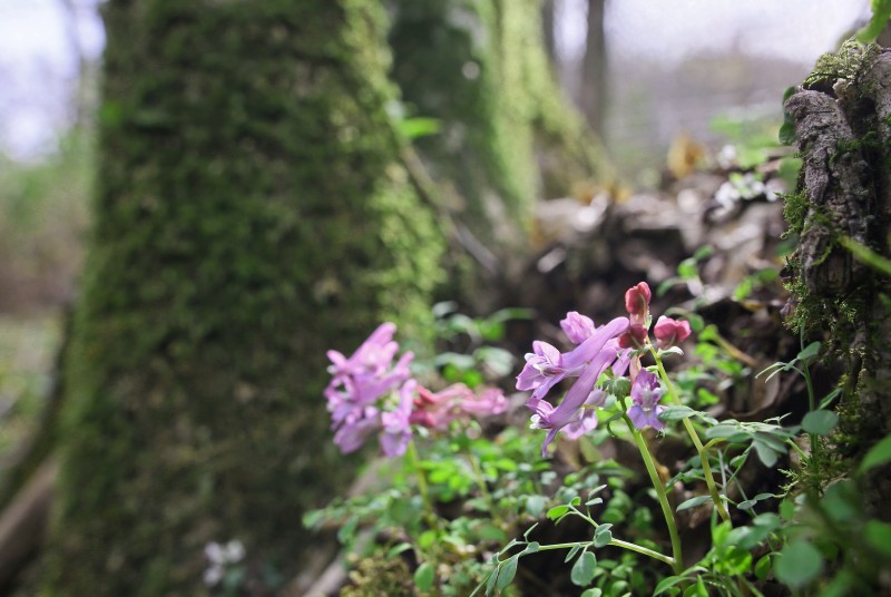 南信州・花の山序曲_f0000789_18432577.jpg