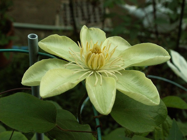 a0048790_2375417.jpg