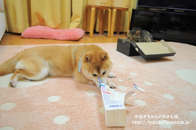 ガシガシ_a0126590_01142291.jpg