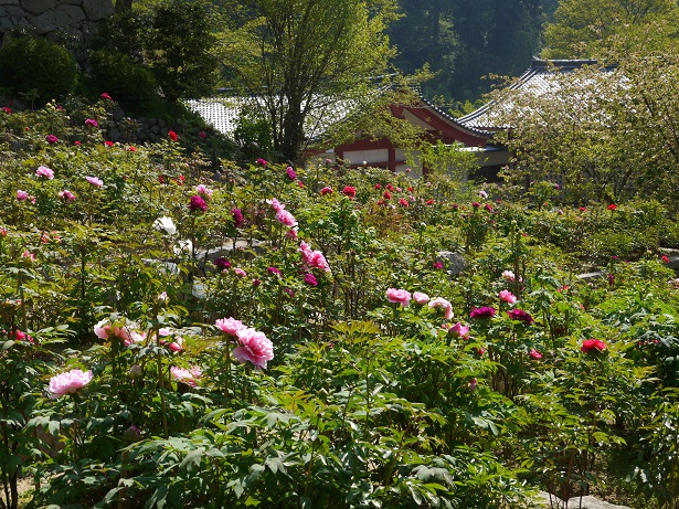 長谷寺ぼたんまつり 藍 の着物であるこう