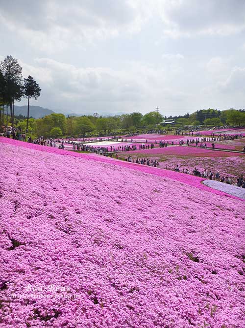 羊山公園・芝桜〜その0_d0128697_22493157.jpg