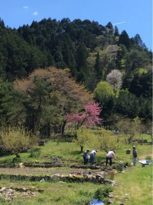 東白川村で桑を植える_c0087899_233449.jpg