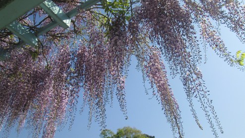 鶴岡八幡宮の花便り。_d0282701_19233751.jpg