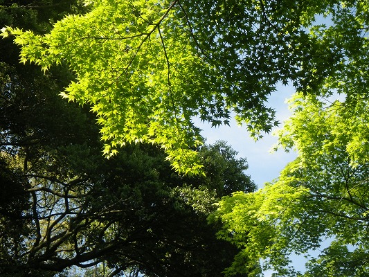 f0187402_20225824.jpg