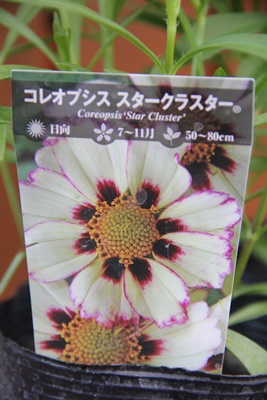 a0123003_029990.jpg
