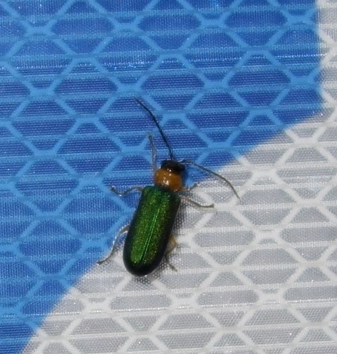 夜のコンビニに数十匹と集まっていた虫 昆虫ブログ むし探検広場
