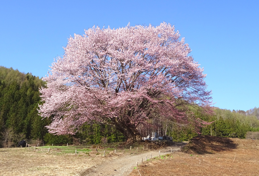 天王桜_d0151813_1633216.jpg