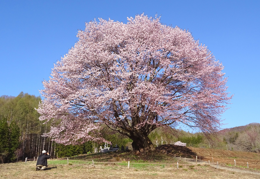 天王桜_d0151813_16334681.jpg