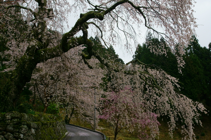 悟真寺しだれさくら_e0177413_20495496.jpg