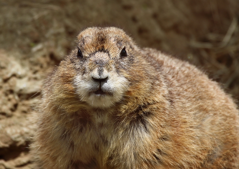 　　　　Ｃｈｉｂａ　Ｚｏｏ_a0159414_16313391.jpg