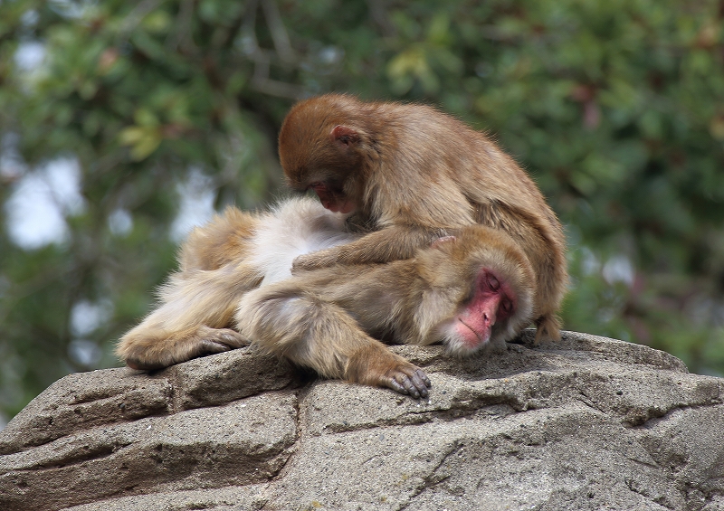 　　　　Ｃｈｉｂａ　Ｚｏｏ_a0159414_16332673.jpg