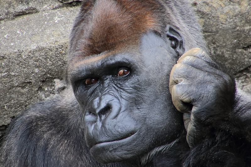 　　　　Ｃｈｉｂａ　Ｚｏｏ_a0159414_16405047.jpg