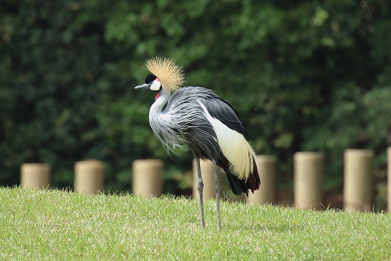 　　　　Ｃｈｉｂａ　Ｚｏｏ_a0159414_16431635.jpg