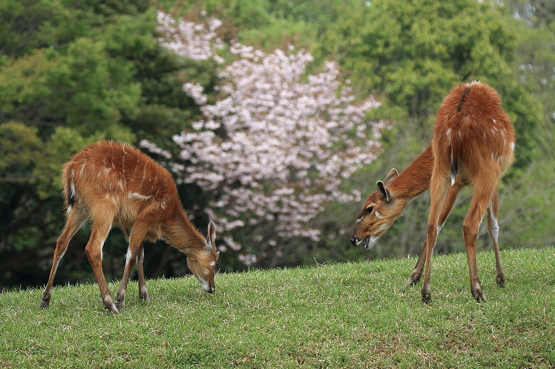 　　　　Ｃｈｉｂａ　Ｚｏｏ_a0159414_16465097.jpg