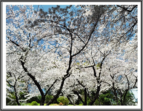 石神井川～播磨坂～東大小石川植物園_c0223117_2225152.jpg