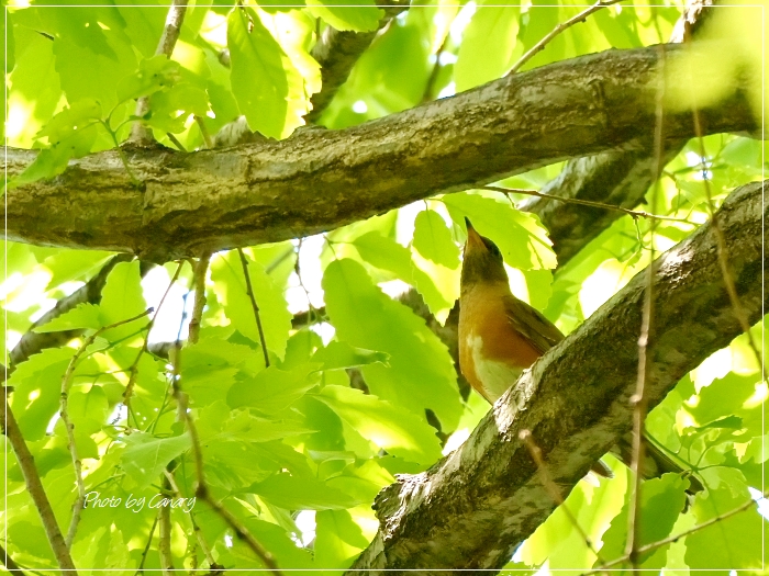 今季お初のアカハラ　樹上で虫捕り　渡去直前か　2015/4/27   in Tokyo_d0129921_15352476.jpg