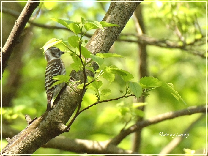 コゲラ　鳴いて飛ぶからすぐ分かるよ　2015/4/28_d0129921_2313441.jpg